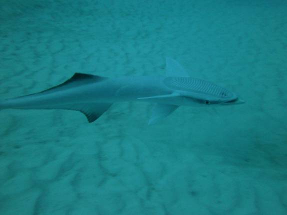 Uma insistente rêmora nada próxima de nós durante mergulho em Playa del Carmen, no litoral do Yucatán, no México